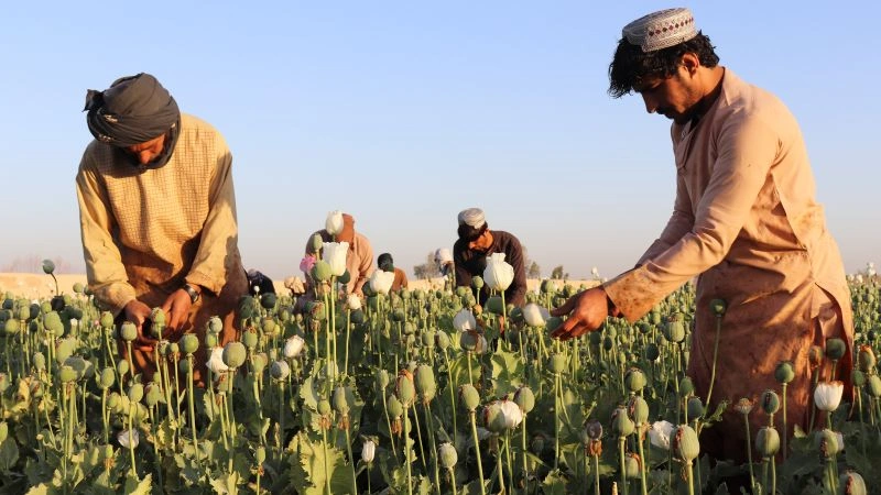 Afghanistan’s Opium Ban Triggers Meth Surge, UN Reports