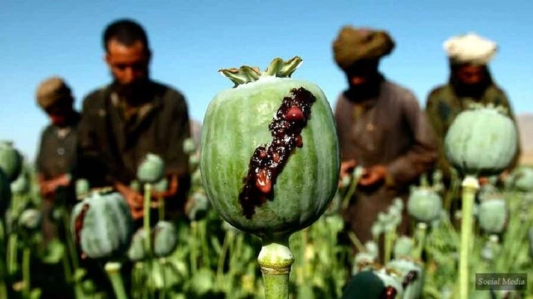 Afghanistan Narcotics Production 2025