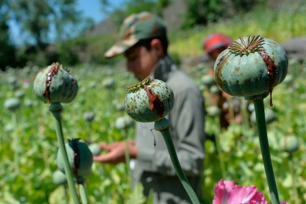 Afghanistan global drug trade Turkish report