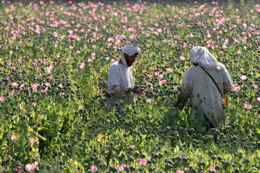 Afghanistan Narcotics and Taliban Control