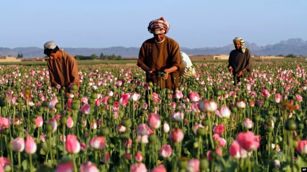 Afghanistan poppy fields and drug trade impact