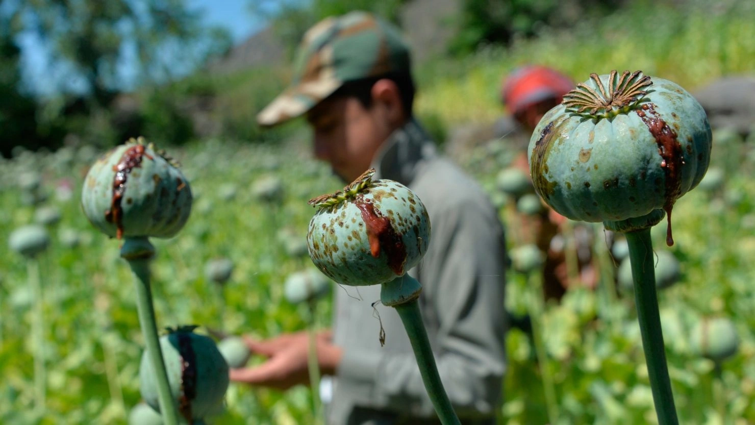 Afghanistan narcotics economy under Taliban control