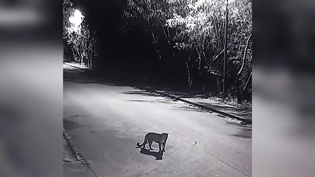 Leopard Sighted at NUST Islamabad Campus