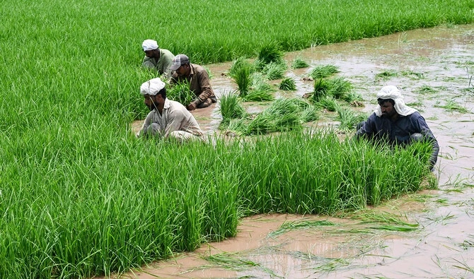 Farmers Cultivate Naeem 2023: Transforming Rice Fields in Khyber Pakhtunkhwa
