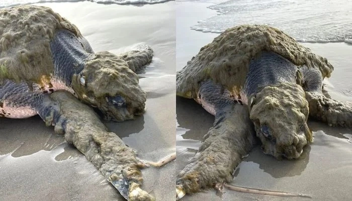 Kemp’s Ridley sea turtle rescue Houston